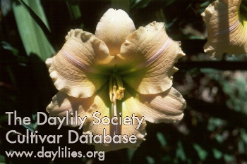 Daylily Aggie Sellers
